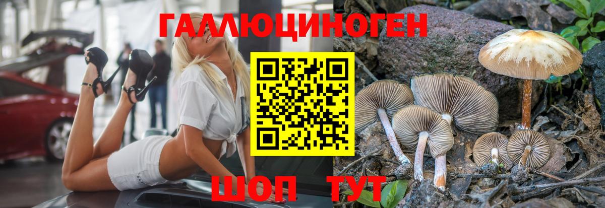 Псилоцибиновые грибы Psilocybine cubensis Бийск